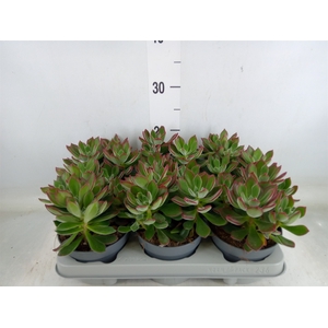 Echeveria pulvinata 'Devotion'