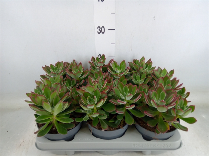 <h4>Echeveria pulvinata 'Devotion'</h4>
