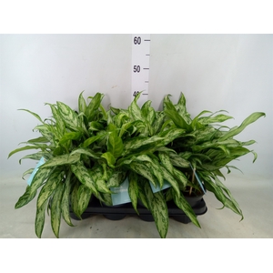 Aglaonema  'Silver Queen Compact'