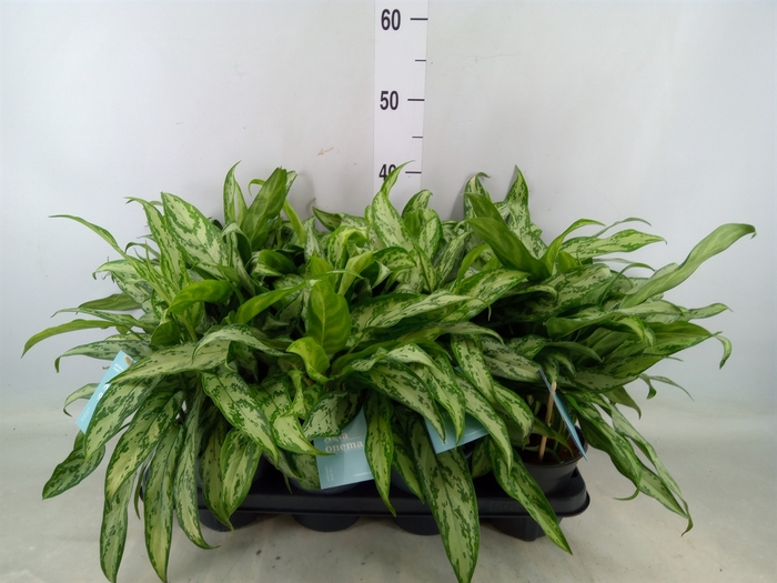 <h4>Aglaonema  'Silver Queen Compact'</h4>