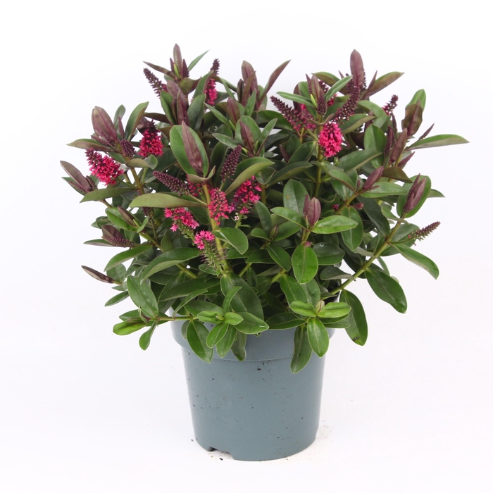 <h4>Hebe Donna Eva P15 Addenda®</h4>