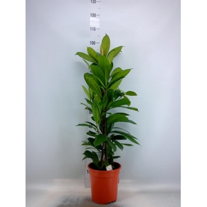 Ficus cyathistipula