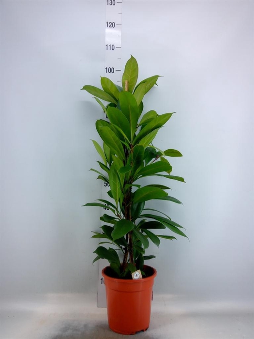 <h4>Ficus cyathistipula</h4>