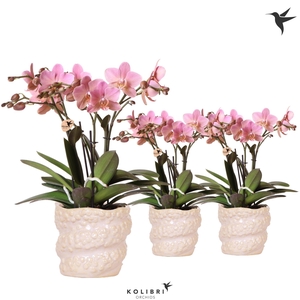 Kolibri Orchids Phalaenopsis Jewel Treviso 4 spike in Octopus pot pink