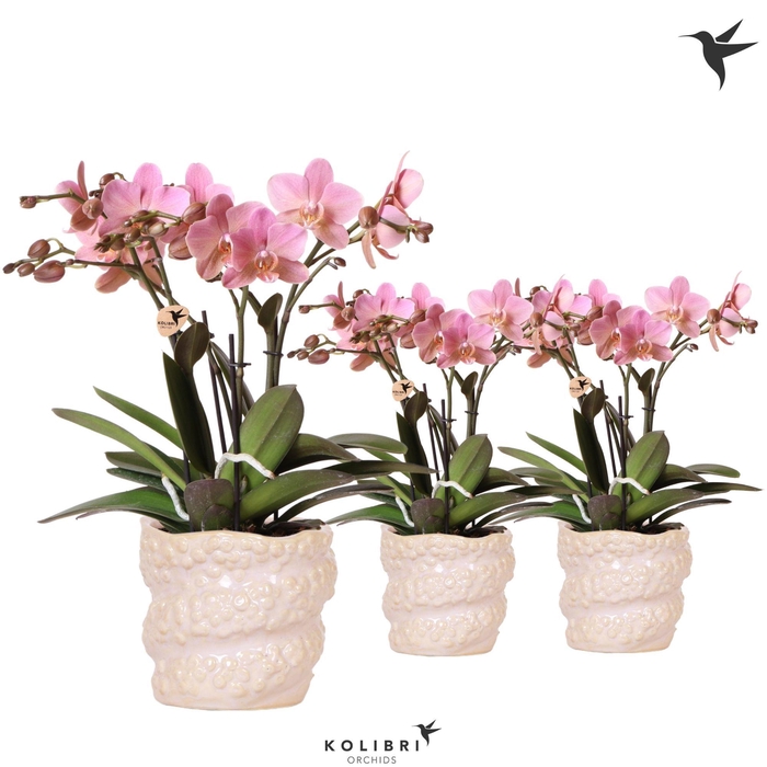 <h4>Kolibri Orchids Phalaenopsis Jewel Treviso 4 spike in Octopus pot pink</h4>