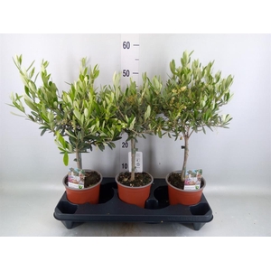 Olea europaea