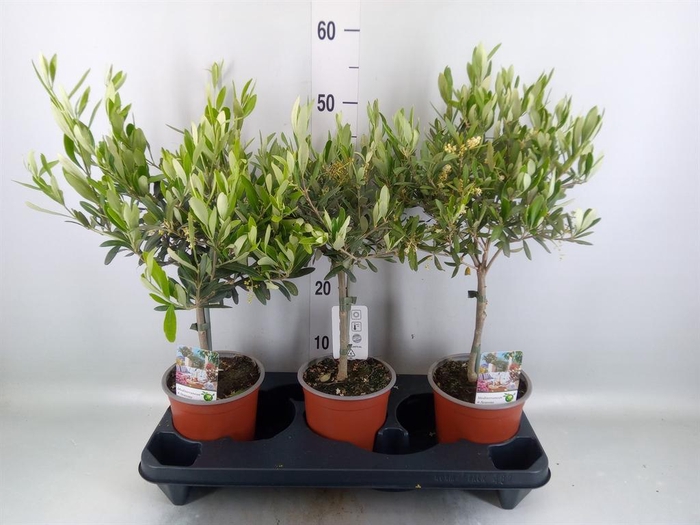 <h4>Olea europaea</h4>