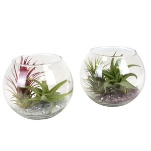 tillandsia glas bol medium