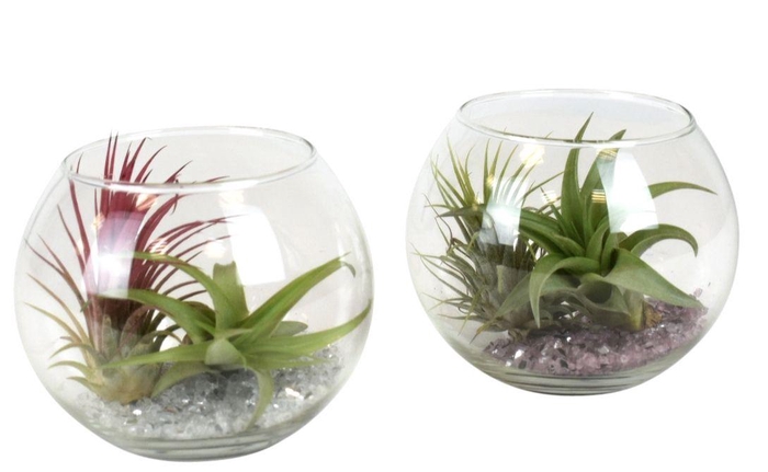 <h4>ARR TILLANDSIA</h4>