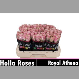 R GR ATHENA ROYALE