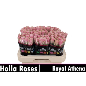 R GR ATHENA ROYALE