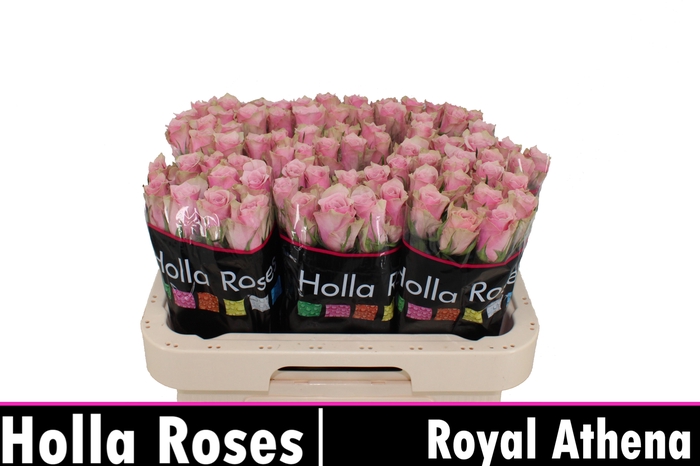 <h4>R GR ATHENA ROYALE</h4>