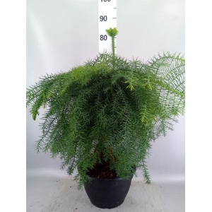 Araucaria   ...