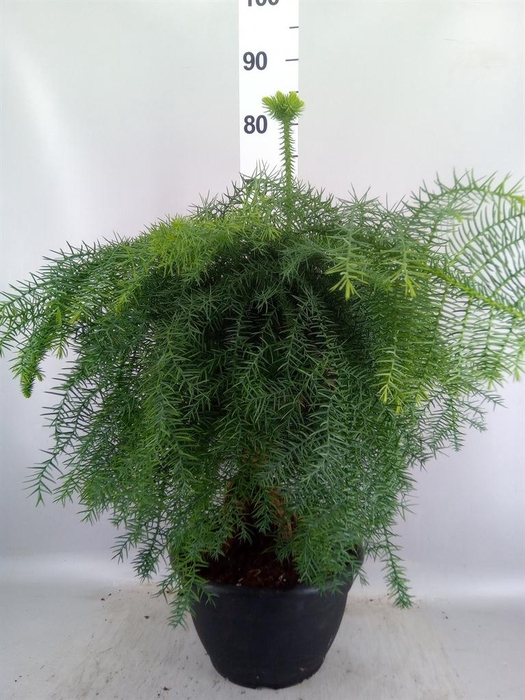 <h4>Araucaria   ...</h4>