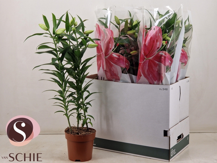 <h4>LIL OR ROSEL ESRA</h4>