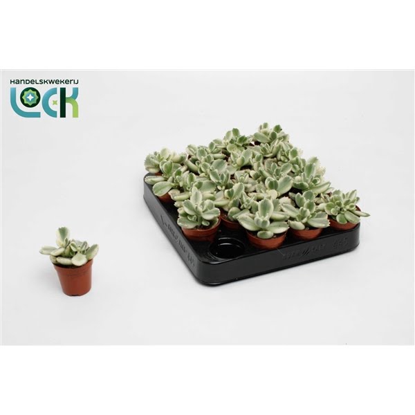 <h4>cotyledon ladismithiensis Varigata</h4>