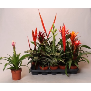 BROMELIA GEM