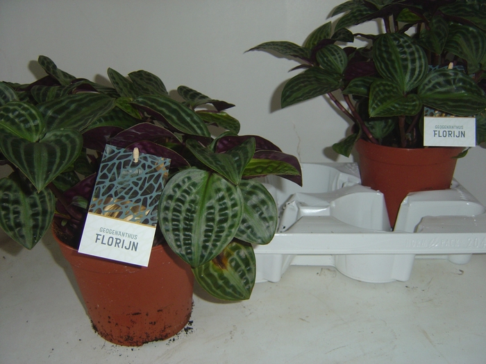 <h4>GEOGENA P FLORIJN</h4>