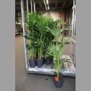 Howea Forsteriana