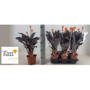 CALAT CROCATA