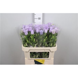 Camp M Champion Lavender