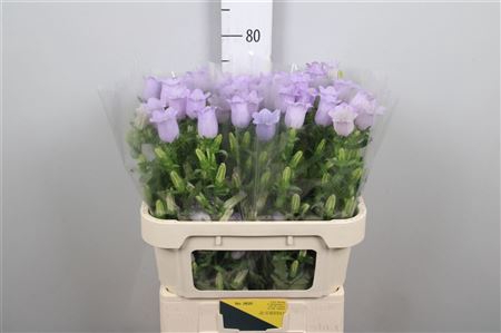 <h4>Camp M Champion Lavender</h4>