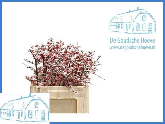 <h4>ILEX VE KLB H%</h4>