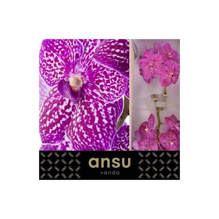 <h4>Vanda Su Lipstick</h4>