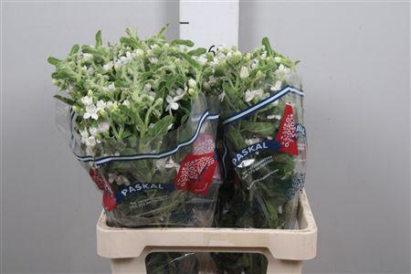 <h4>Oxy Co Alba</h4>