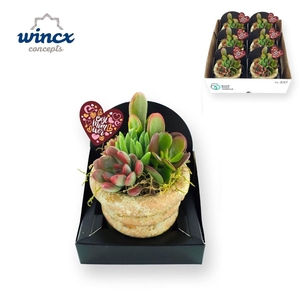 Arrangementen succulenten 6%