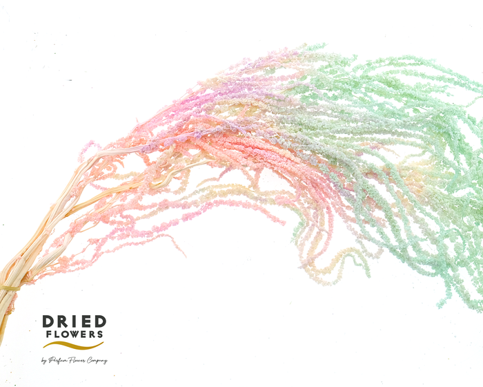 <h4>Dried Bleached Amaranthus Caudatus Fantasy</h4>