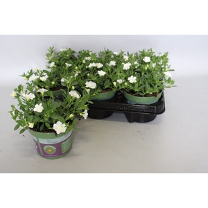 Calibrachoa Double White