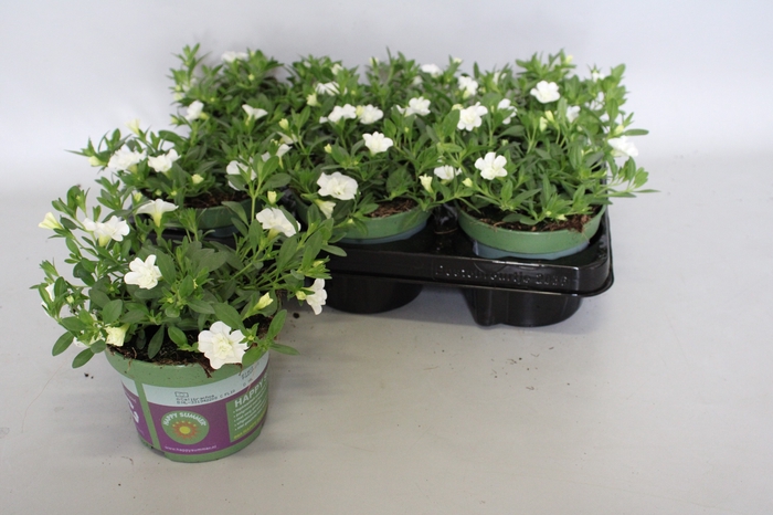 <h4>Calibrachoa Double White</h4>