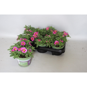 Calibrachoa cabaret Bumble Bee Pink