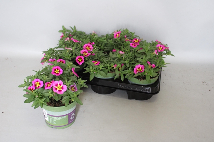 <h4>Calibrachoa cabaret Bumble Bee Pink</h4>
