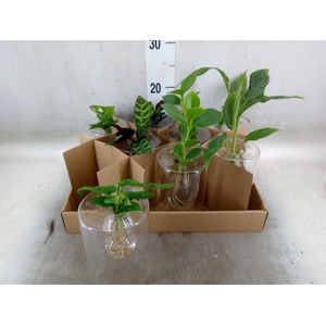 Planten  ..mix