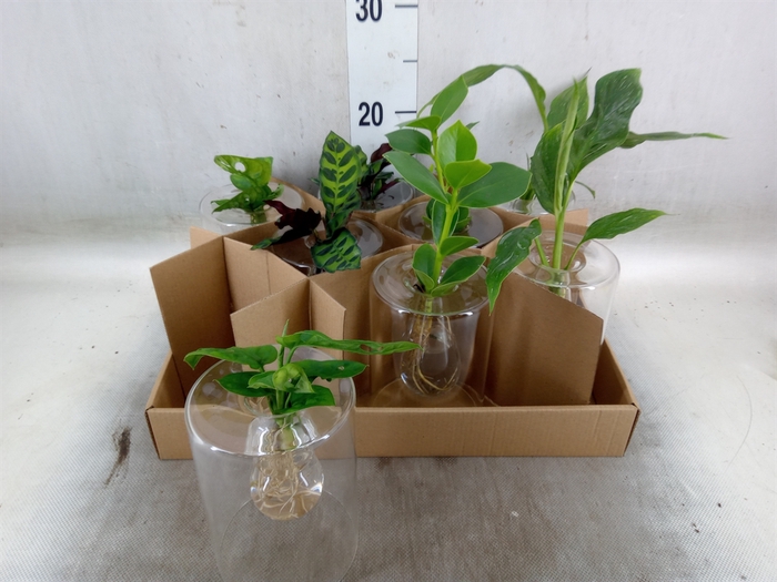 <h4>Planten  ..mix</h4>