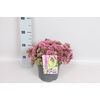 vaste planten 19 cm  Sedum Spurium Spot on Deep Rose