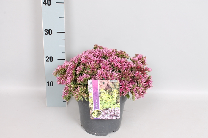 vaste planten 19 cm  Sedum Spurium Spot on Deep Rose