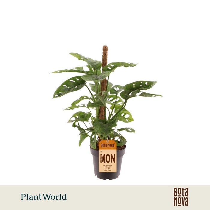 <h4>Monstera obliqua 'Monkey Leaf' Mosstok</h4>