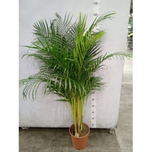 Dypsis lutescens   ...Chrysalidoca