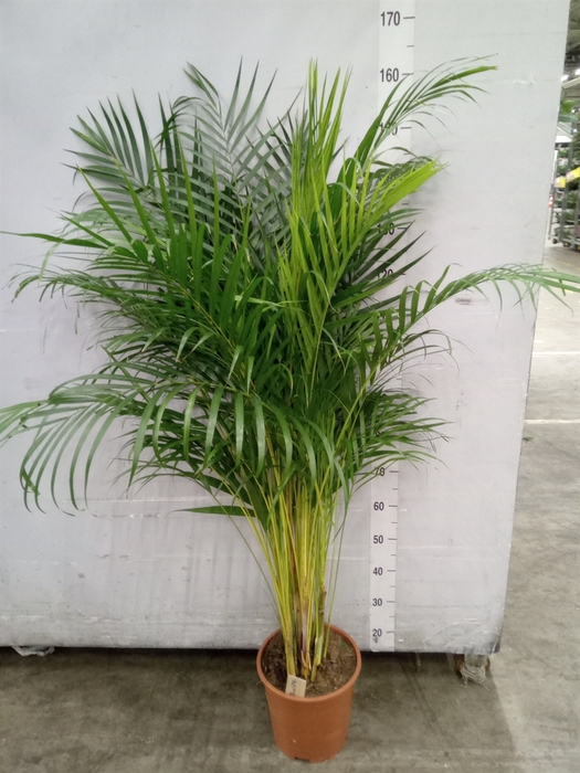 <h4>Dypsis lutescens   ...Chrysalidoca</h4>