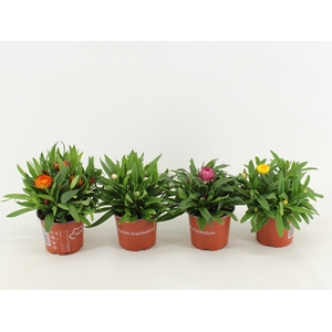 Bracteantha Dreamtime mixcc