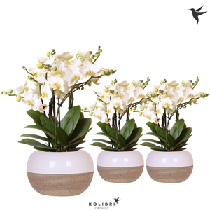 Kolibri Orchids Phalaenopsis Blossom Lausanne 6 spike in Coconut pot