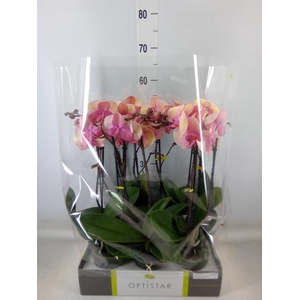 Phalaenopsis   ...rose