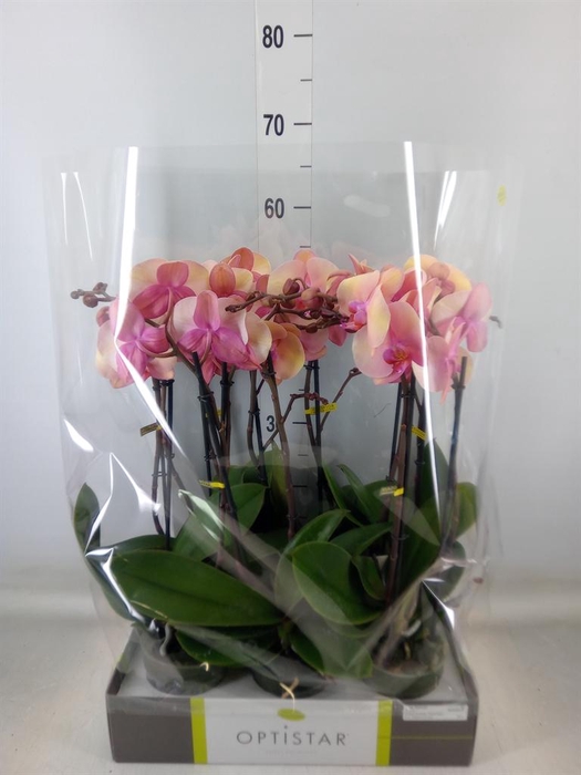 <h4>Phalaenopsis   ...rose</h4>