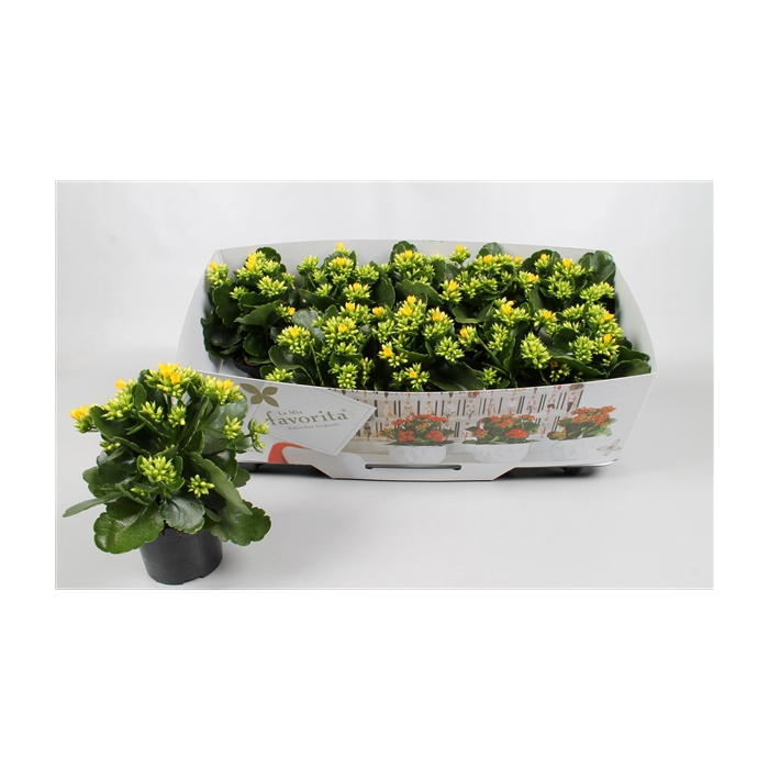 <h4>Kalanchoe favorita yellow instyle + collar</h4>