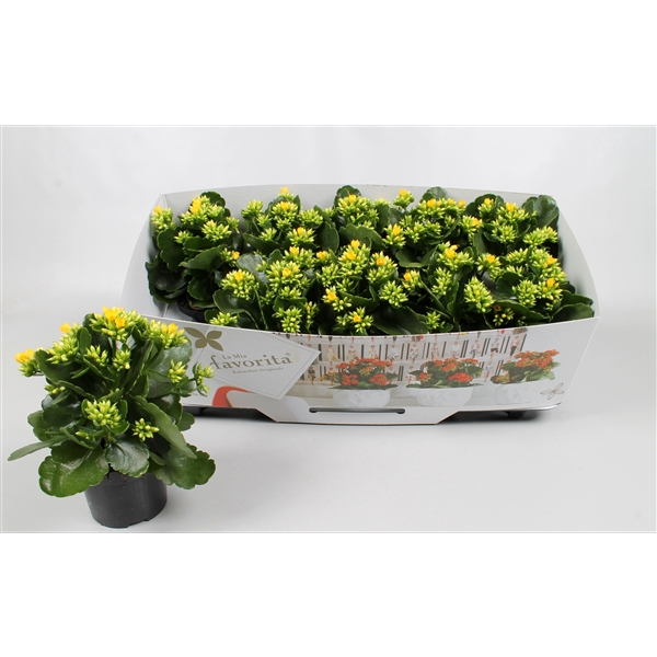 Kalanchoe favorita yellow instyle + collar