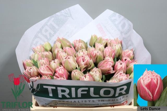 <h4>TU DU LETS DANCE</h4>