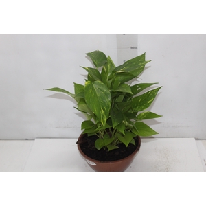 JIBOIA VERDE C21